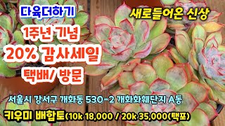 다육더하기(1) 1주년 감사세일 20%할인(택배/방문) 새로 들어온 신상 베르테르 니카금 루돌프 에이핑크 퓨어러브