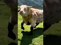 sapi monster ngamuk #trending #shorts #viral #sapi