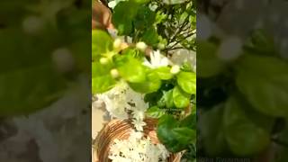 మల్లె పువ్వులుJasmine flowers harvest #jasmine #jasmine plantgrowing tips#mallechettukiekkuvapuvvulu