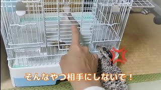 うずらは嫉妬する？That quail is jealous.(コリンウズラ Mexican speckled Bobwhite quail)