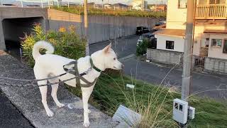 今日のキナコ-20250121　　雑種犬（ミックス）　白犬　保護犬