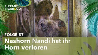 Schock bei Nashorn Nandi (Folge 57) | Elefant, Tiger \u0026 Co. | MDR