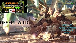 WILD DESERT AUSTRALIA #CoreyWild Ep:15 #WILDLIFE #Survival #Documentary  #Worlds #Deadliest #Animals