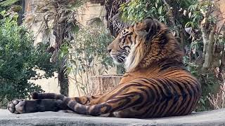 八木山動物公園   スマトラトラ   ケアヒ