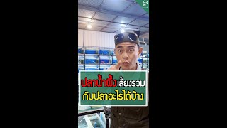 ปลาน้ำผึ้ง เลี้ยงกับปลาอะไรได้บ้าง? 🐟💡#ฟิชวิลเลจ #ฟิชวิลเลจบ้านโป่ง #fishvillage