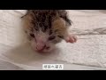 赤ちゃん猫を保護。6日目記録用動画。