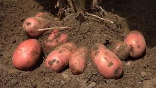 Potato superzone Dadledhura Documentry