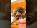 ミルクはまだかと、鳴き声でアピールする子猫【赤ちゃん猫　保護猫】