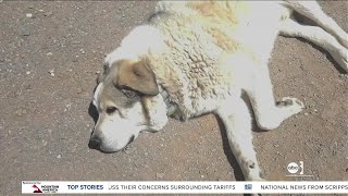 Ranching dog credited for leading missing Seligman boy to safety