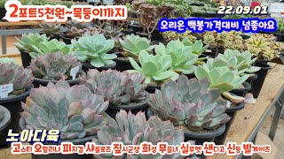 노아다육2탄/2개5천원부터묵둥이까지/오리온.백봉.트럼소.물방울베리.플뢰르블랑.실루엣.먼로.상학.샹그렐라.시뮬란스.모산.신동.살루.빌게이츠/