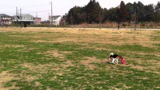 ビーグル犬♀らぶ★フリスビーキャッチ！★beagle