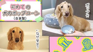 犬の手作りポップコーン⭐タネからレンジでポンポン！〜からのパパへのサプライズw