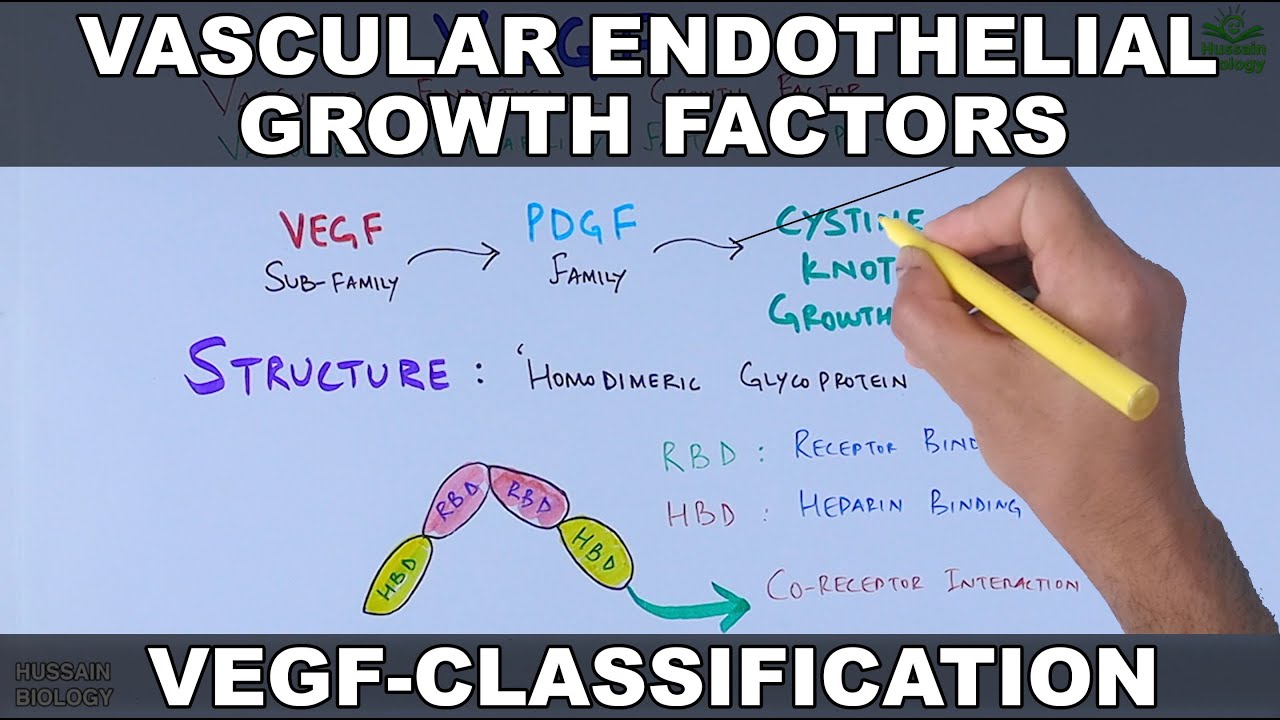 Vascular Endothelial Growth Factor | VEGF | Classification And ...