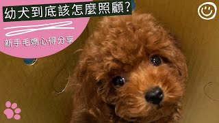 幼犬到底該怎麼照顧? | 頑皮幼犬照顧 | 幼犬養成Q\u0026A | 新手毛媽心得分享 #貴賓犬 #寵物餵養 #寵物 #紀錄生活 #米娜與姆久【米娜與姆久 Mina \u0026 Mucho】