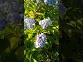 今日の紫陽花③20230708 shorts