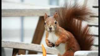 Niedliche Eichhörnchen auf Terrasse / Cute Red Squirrels on a terrace [HD]