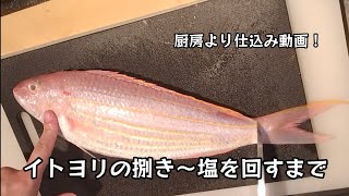 イトヨリの仕込み！捌き〜塩を回すまで！