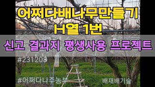 어쩌다배나무만들기 - H열1번 결과지 유인, 끝전정(신고 결과지 평생사용 프로젝트)