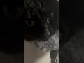 やたら鼻息の音がうるさい猫 猫 cat