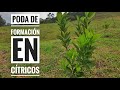 poda de formación en citricos