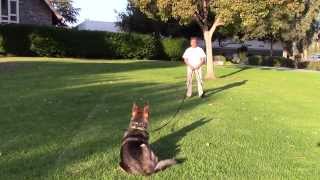 Sirius K9 Academy Basic Obedience Test Demonstration - Recall