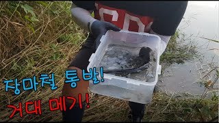 장마철 지렁이 통발에 잡힌 대형 메기!(ft.메기 매운탕)