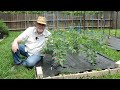 How to Grow TOMATOES in Pots  Black Gumbo