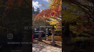 高野山紅葉レポート！2024年　奥之院英霊殿前　#高野山 #観光 #koyasan #空海 #絶景