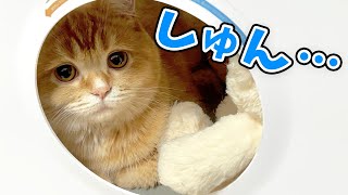 【悲報】大好きな妹に遊んでもらえなくてショゲる兄猫がこちらｗ