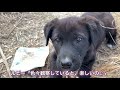 【噛まれれば狂犬病💦】野良犬への一回目のワクチン接種は命がけ😢でも、助けなきゃね💖