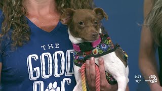 Looking to adopt a pup? The Good Dog Rescue introduces us to two furry friends!