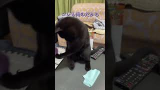 【ショート】子猫が遊んでいて、ボールを落としてしまった…その先には…