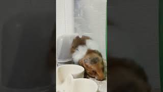 トイレ🚽で寝落ちするゴールデンハムスター🐹 #short #hamster #ハムスター