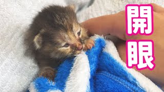 ついに！！可愛いつぶらな瞳が開きました♪【多頭飼育崩壊現場からの親子】