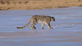 「雪山の王」ユキヒョウの撮影に成功　青海省