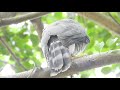 20211026 北大安鳳頭成鷹嗆聲現場【大安森林公園鳳頭蒼鷹crested goshawk】