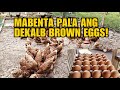 MABENTA PALA ANG DEKALB BROWN EGGS!