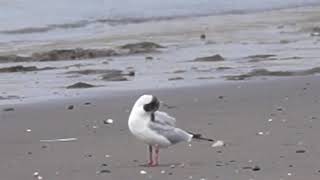 Black-headed Gull / KokMeeuw (Larus ridibundus) ©ByHen3