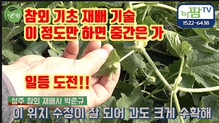 참외 기초 재배 방법과 그 숨은 노하우 따라만해도 중간은 가!! 함께 배우는 참외 이제 성주에서 재배하는 참외가 아닌 한국 어디서든 재배하는 참외 재배 방법 노하우