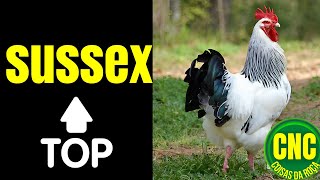 Sussex Conheça Agora Essa Raça de Galinha