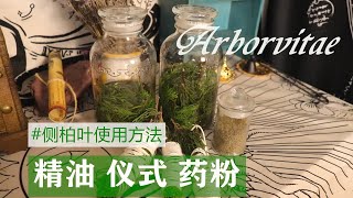 小巫师 侧柏叶魔法使用教程 自制侧柏精油提炼 仪式 研磨使用