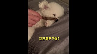 这还拿不下你个小登西？#萌宠出道计划 #比熊 #这也太可爱了吧 #铲屎官的乐趣