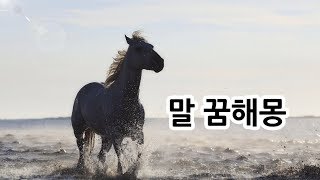 꿈속에서 말은 어떤 의미일까요??다양한 말 꿈해몽 모음~♡