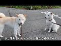 １週間ぶりに彼女に会うと柴犬がこんな態度になりました！【癒し】