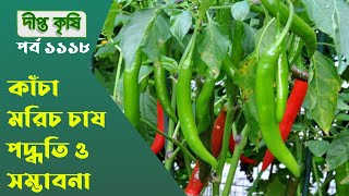 Deepto Krishi/দীপ্ত কৃষি- কাঁচা মরিচ চাষ পদ্ধতি ও সম্ভাবনা || 1118