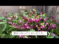 【暮らしvlog】ぼっち専業主婦のゆったり日常 アラ還の子育て終了 空の巣症候群卒業 sub 桜 ブログ 50代