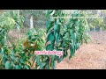 farm land sale தஞ்சாவூர் விளார் ரோடு அருகில் பண்ணை நிலம் விற்பனைக்கு