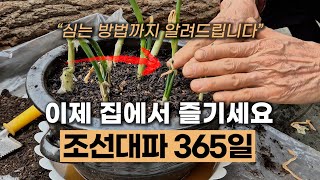 (488).조선대파 심는 방법 | 조선대파 씨앗, 모종심기 | 조선대파 365일 집에서 즐기세요 #구조파 #토종대파 #에너지농법 #탄소농업 #유기농업