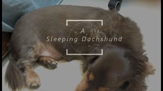 A Sleeping dachshund 臘腸狗裘比睡覺中