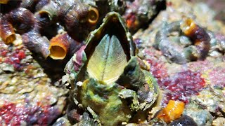 Picked up two buckets of oysters, crabs and sea urchins, and found a moving barnacle